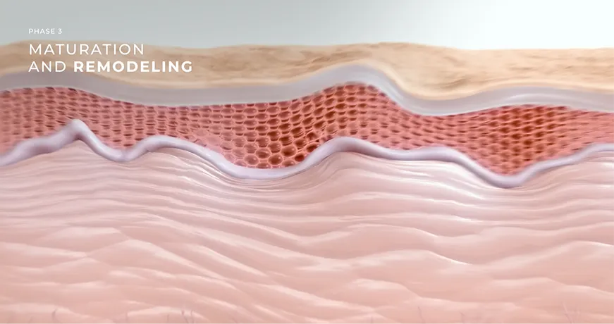 Visualização da Fase 3 mostrando a maturação e remodelação do colágeno para um lifting e firmeza sustentados.